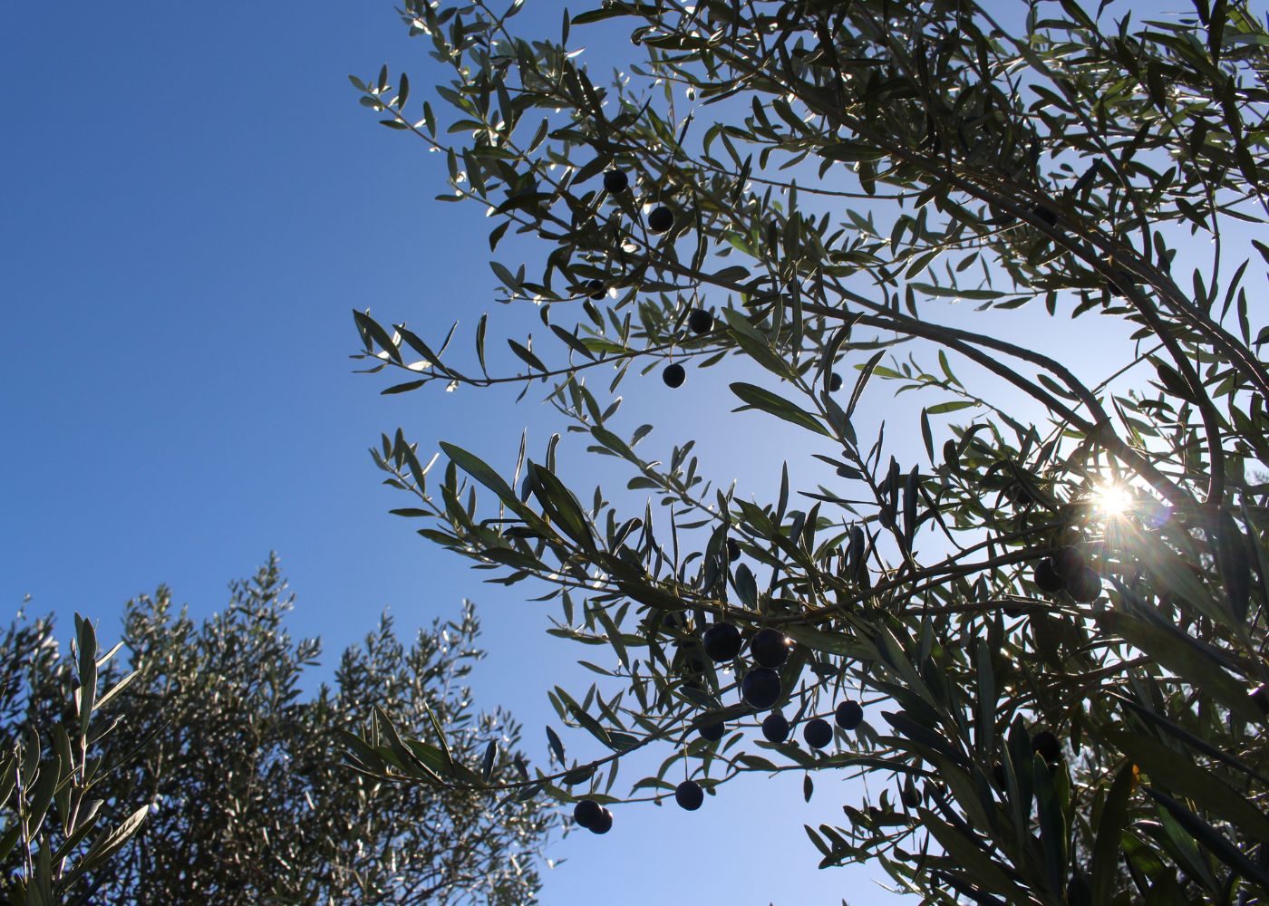 Greening the Still: Sustainable Practices in Australian Distilling