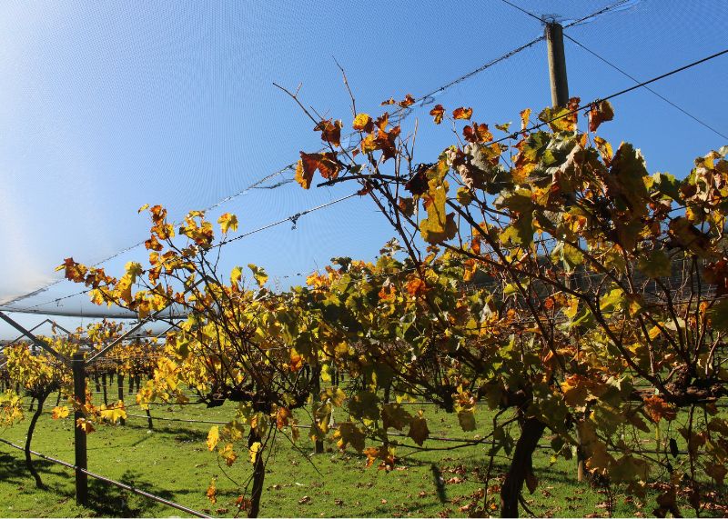 Organic Gin? A Guide to Sipping Sustainably