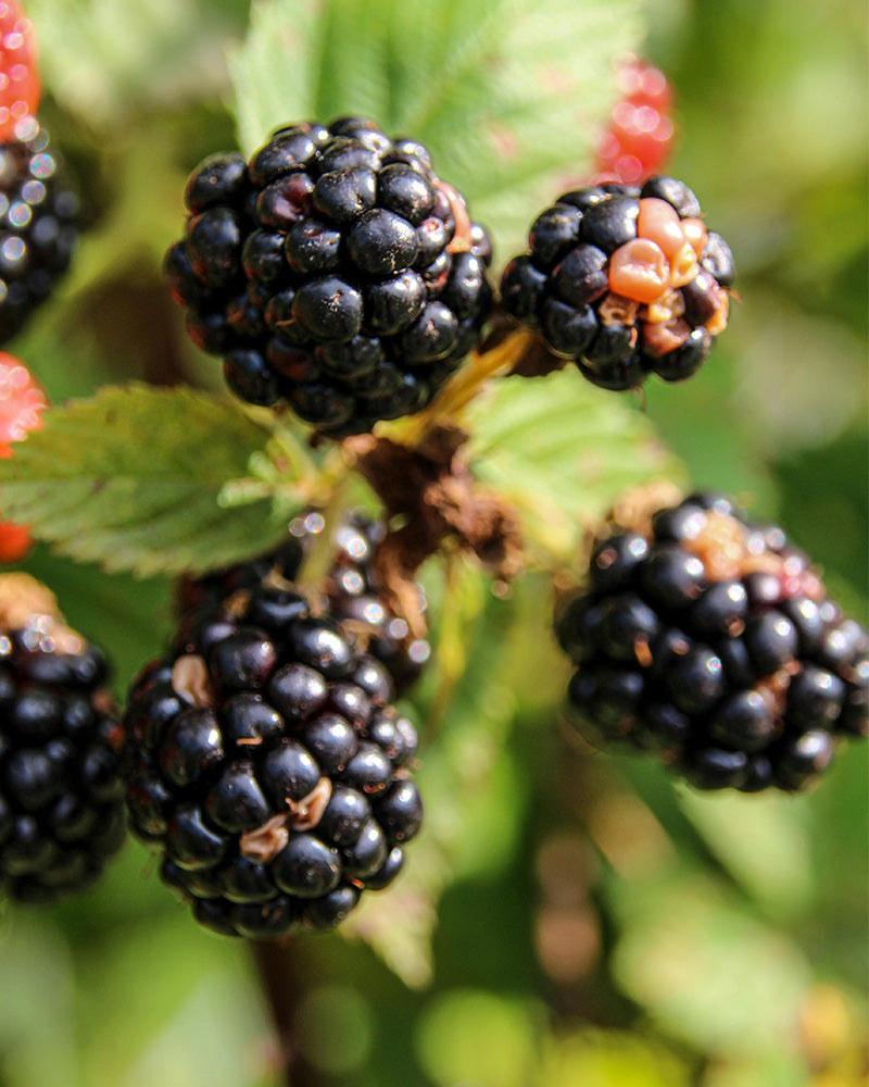 Mulberry Vodka – Special Release
