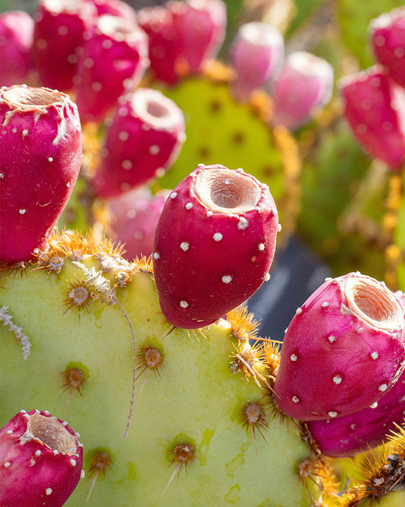 Prickly Pear Liqueur - Special Release