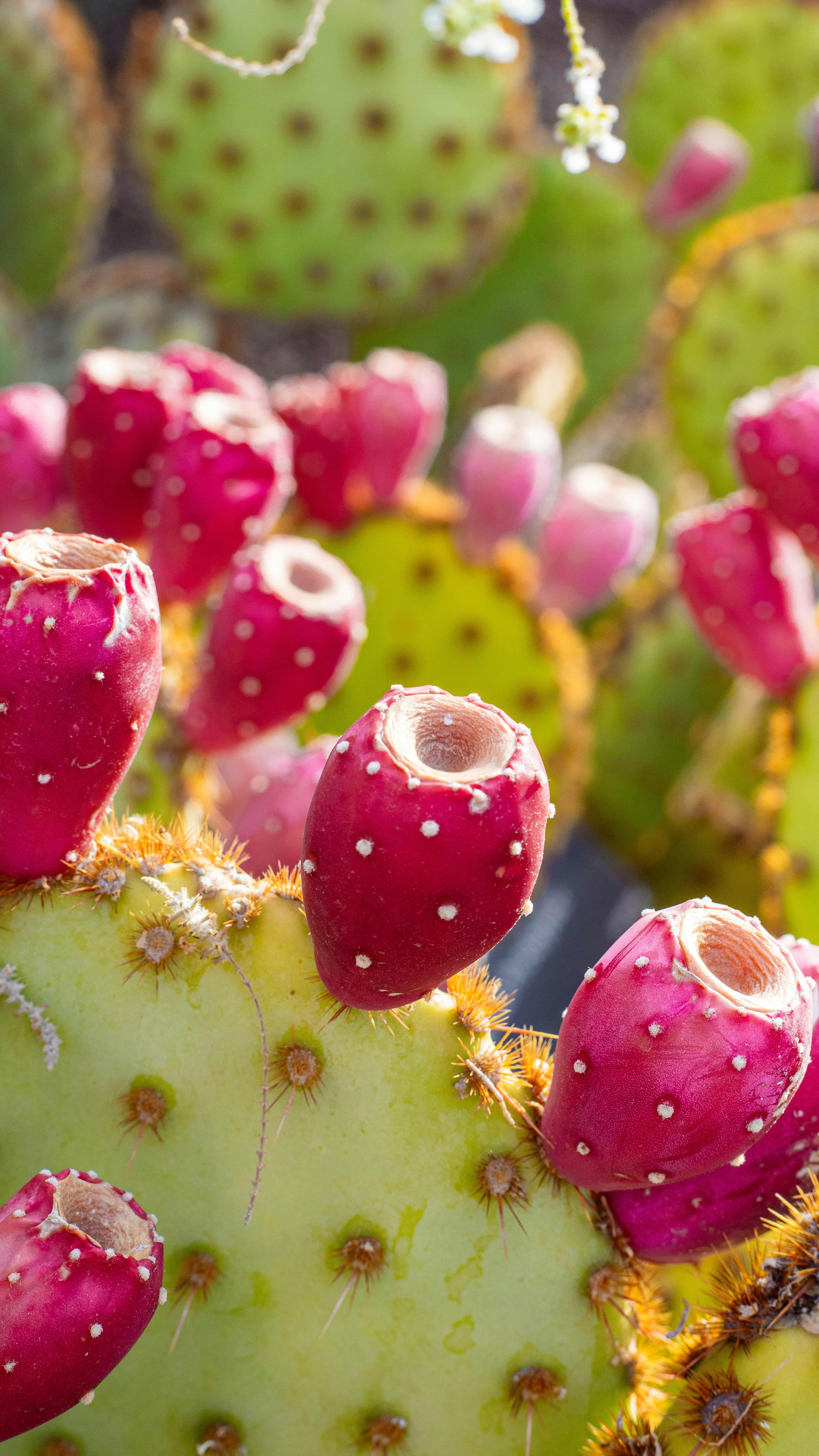 Prickly Pear Liqueur - Special Release